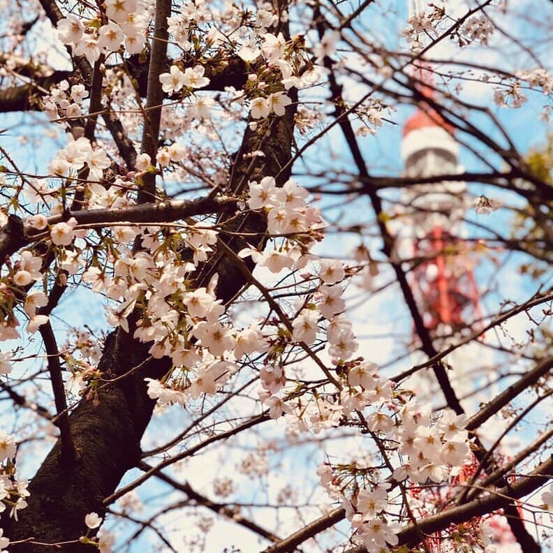 村山千代さんのインスタグラム写真 - (村山千代Instagram)「東京のサクラ🥟🍡🌸 昨日の芝公園と🗼少し前の上野🐼 花冷えどころか 鼻水出そうなくらい寒くて色々借りた。 ありがとうー😭 水筒にお湯持参でお湯割り。 駅のパンダのラスボス感よ…🐼 今日は仙台だから 気合い入れて冬コート… と思ったら東京の方が気温低いみたい？ 服選び難しすぎる… #花見 #お花見  #上野 #上野公園  #アナウンサー #女子アナ  #サクラ #桜 #ソメイヨシノ  #餃子 #王将  #東京タワー  #芝公園 #パンダ  #iPhonex #ポートレート」3月29日 14時28分 - chiyocolate420