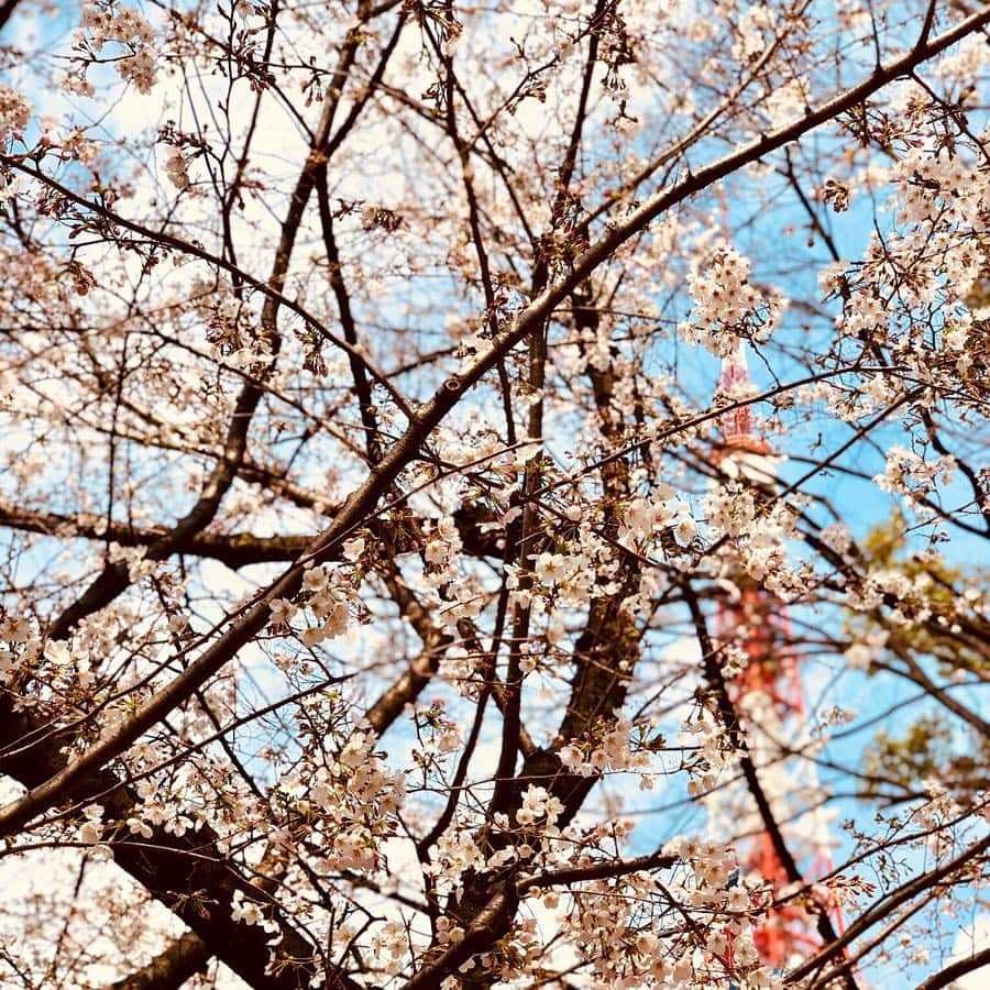 村山千代さんのインスタグラム写真 - (村山千代Instagram)「東京のサクラ🥟🍡🌸 昨日の芝公園と🗼少し前の上野🐼 花冷えどころか 鼻水出そうなくらい寒くて色々借りた。 ありがとうー😭 水筒にお湯持参でお湯割り。 駅のパンダのラスボス感よ…🐼 今日は仙台だから 気合い入れて冬コート… と思ったら東京の方が気温低いみたい？ 服選び難しすぎる… #花見 #お花見  #上野 #上野公園  #アナウンサー #女子アナ  #サクラ #桜 #ソメイヨシノ  #餃子 #王将  #東京タワー  #芝公園 #パンダ  #iPhonex #ポートレート」3月29日 14時28分 - chiyocolate420