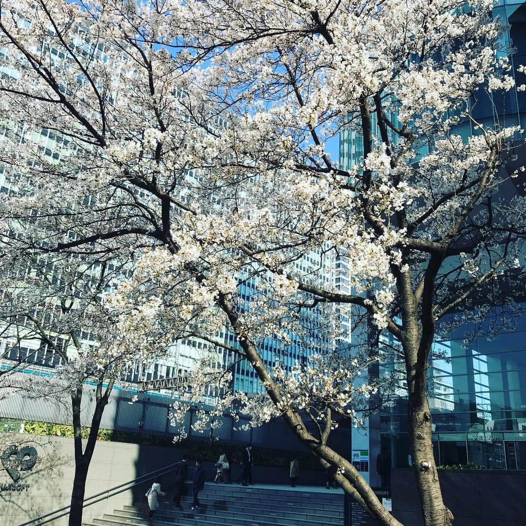 リョウマエダさんのインスタグラム写真 - (リョウマエダInstagram)「サクラ、フワリ #桜 #SAKURA #sakura #松たか子 #好きな曲」3月29日 14時34分 - itagram0807