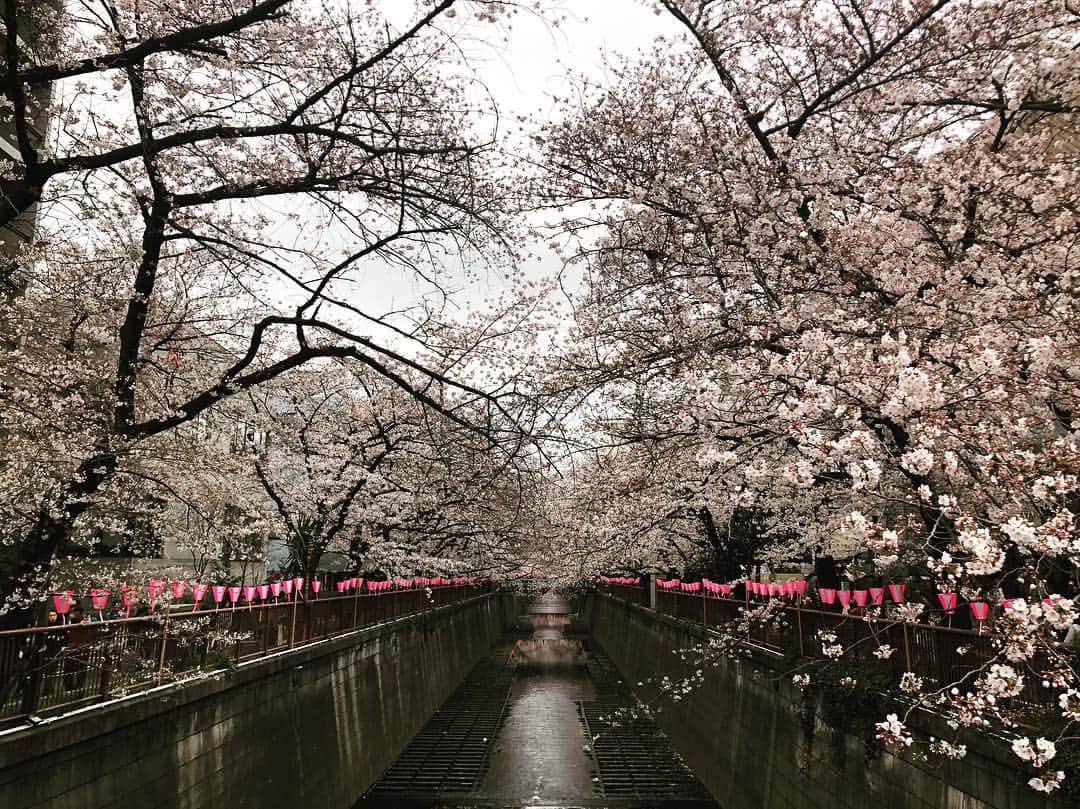 向山毅のインスタグラム：「春近し！ #今日は寒いけど  #二枚目は中目黒にできた新しいスタバ」