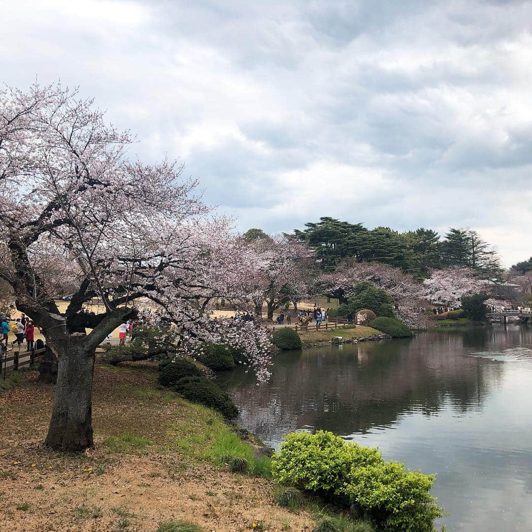 雛姫愛さんのインスタグラム写真 - (雛姫愛Instagram)「久々の投稿♡わら  早起きしたし天気いいし桜の季節だしってどーしてもお花見したい気分になっちゃったから場面でつばきに付き合ってもらって初御苑(*´꒳`*)！ ゆうて着いた頃にはもう曇りだったけど！わら  ほんとまなちゃんはその日の気分で行動するよねって言われた わら  それでも付き合ってくれるつばきに感謝♡  次は晴れてる時に行きたい(　˙-˙　)わら  桜の中にすっぽりはまってるつばきの写メがお気に入り♡  #新宿御苑公園 #お花見 #まだ寒い #甘酒美味しい #ふらっとお出かけ」3月29日 14時55分 - mana_hinaki