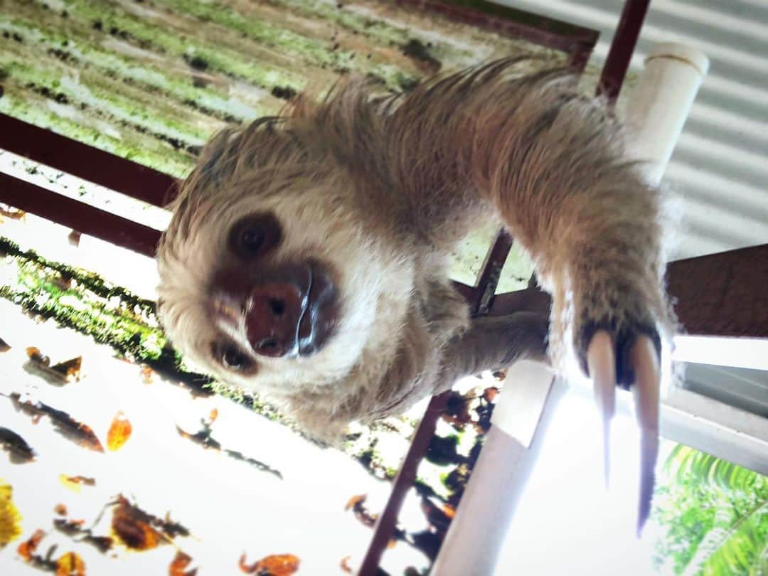 遊海 Yuumiさんのインスタグラム写真 - (遊海 YuumiInstagram)「ナマケモノ王国！！ sloth world !! 明日土曜日 天才！志村どうぶつ園見てください❤︎ @shimura_zoo_ntv  #天才志村どうぶつ園 #絶滅0部 #加藤ゆうみ #日本テレビ #lovetoanimals」3月29日 15時08分 - yuumi_kato