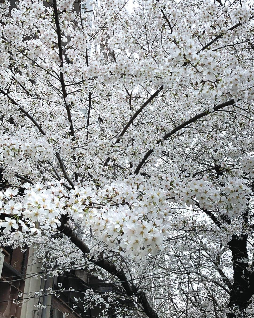 理絵さんのインスタグラム写真 - (理絵Instagram)「白い桜は神秘的ですね  #桜 #sakura #cherryblossom #cherryblossoms #ciliegio #cerisier #벚꽃 #flower #flowers #fiore #꽃 #花 #tokyo #japan」3月29日 15時12分 - ____rie____