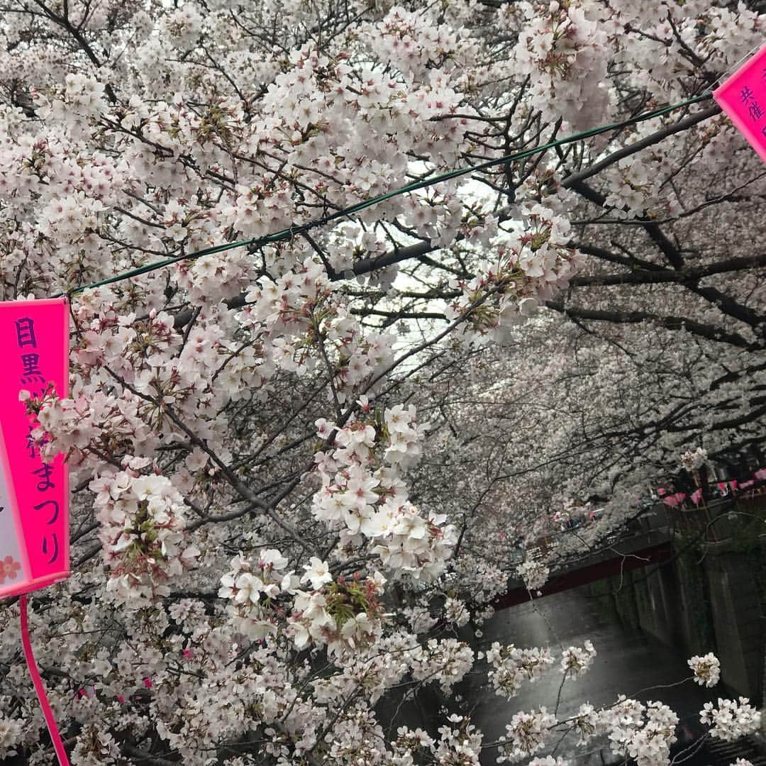 丸尾歩のインスタグラム：「中目黒の桜🌸🌸🌸 ほぼ、ほぼ満開🌸🌸🌸 中目黑的樱花终于盛开了🌸🌸🌸 好看吧🎶🎶🎶 ＊ ＊ ＊  #樱花 #桜#中目黒 #お花見#空 #天空 #晴天 #快晴 #太陽 #太阳 #雲 #幸运 #lucky #ラッキー #happy #舒服 #青空 #爽快 #爽やか #japan #china #日本 #中国 #東京 #tokyo #life #lifestyle #癒し #自然 #followme」