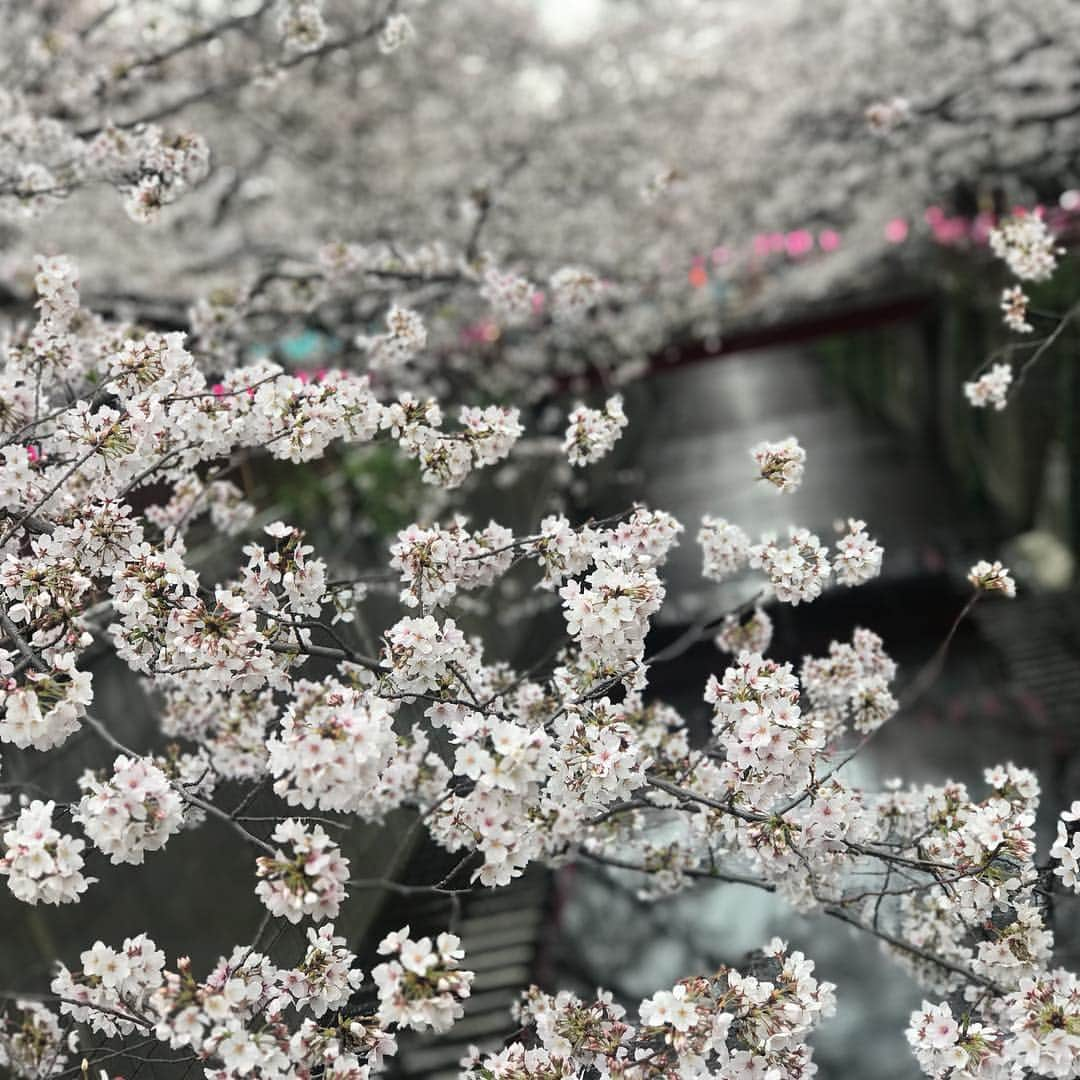 丸尾歩さんのインスタグラム写真 - (丸尾歩Instagram)「中目黒の桜🌸🌸🌸 ほぼ、ほぼ満開🌸🌸🌸 中目黑的樱花终于盛开了🌸🌸🌸 好看吧🎶🎶🎶 ＊ ＊ ＊  #樱花 #桜#中目黒 #お花見#空 #天空 #晴天 #快晴 #太陽 #太阳 #雲 #幸运 #lucky #ラッキー #happy #舒服 #青空 #爽快 #爽やか #japan #china #日本 #中国 #東京 #tokyo #life #lifestyle #癒し #自然 #followme」3月29日 15時15分 - ayumi.maruo