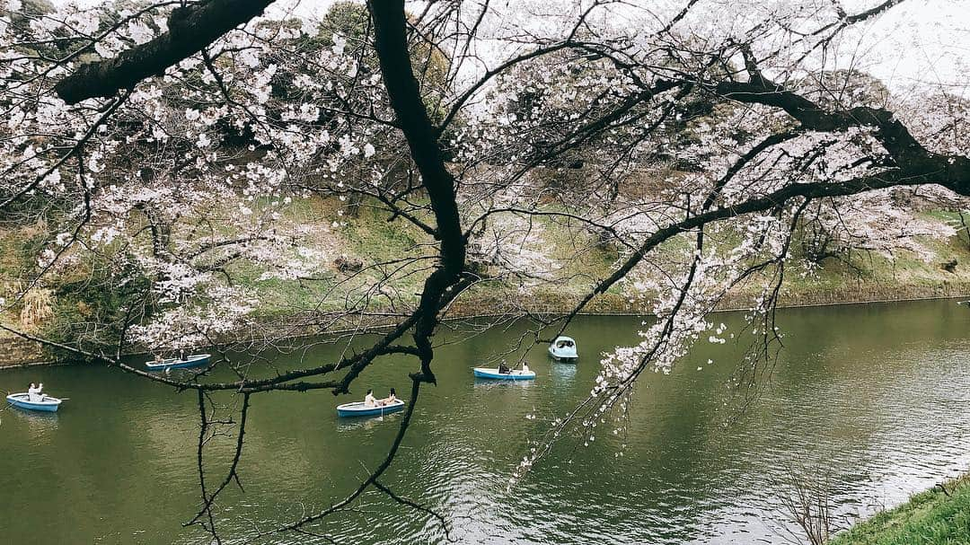 日下裕江さんのインスタグラム写真 - (日下裕江Instagram)「千鳥ヶ淵の桜は 殆ど満開になってた🌸  明日から、 乾門の一般公開も始まるね♪  平成最後の一般公開✨  #千鳥ヶ淵 #千鳥ヶ淵の桜 #桜 #桜満開 #ソメイヨシノ #そめいよしの #cherryblossom #sakura #chidorigafuchi」3月29日 15時54分 - hiroe___h