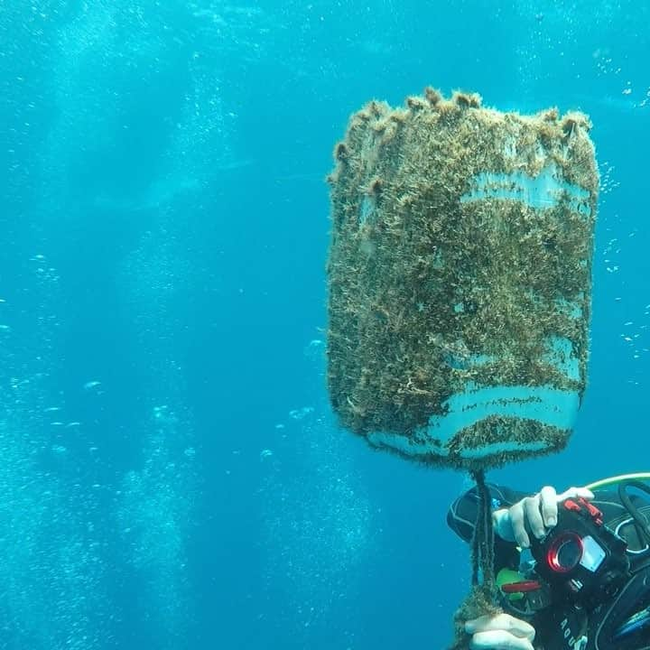 alize 「アリゼ」のインスタグラム：「水中ブイに生息する#魚たち #alizedive  #newcaledonia  #noumea  #diving  #diver  #divermag  #nouvellecaledonie  #GoPro  #underwaterphoto  #ニューカレドニア  #ダイビング  #水中写真  #ダイビング好きな人と繋がりたい  #水中動画 #manta #ハギ #TG-4 #film #natural #underwatervideo」