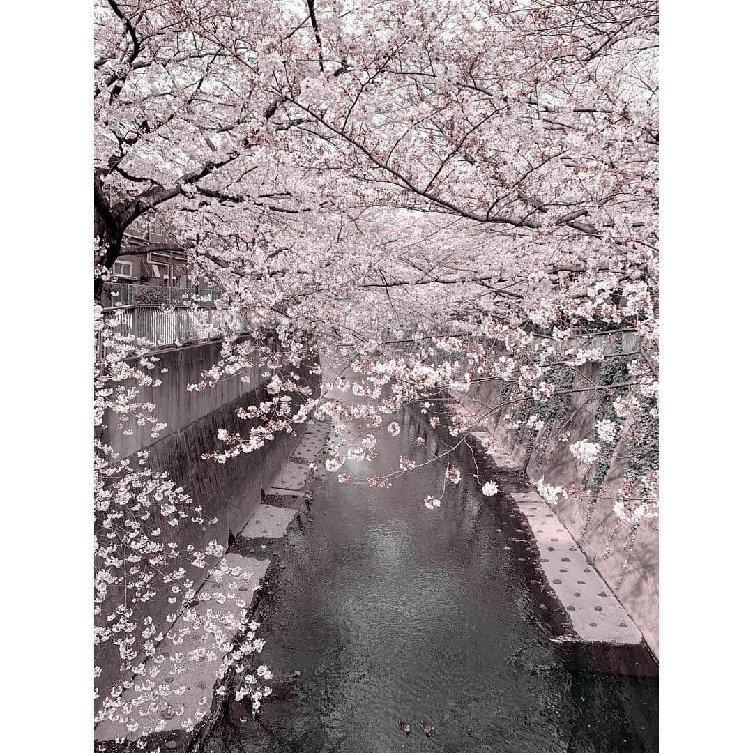 HRK（ハル）さんのインスタグラム写真 - (HRK（ハル）Instagram)「やっぱ綺麗やなー😊 #桜 #cherryblossom #鴨 #love #Japan #followme」3月29日 16時27分 - hrkharu