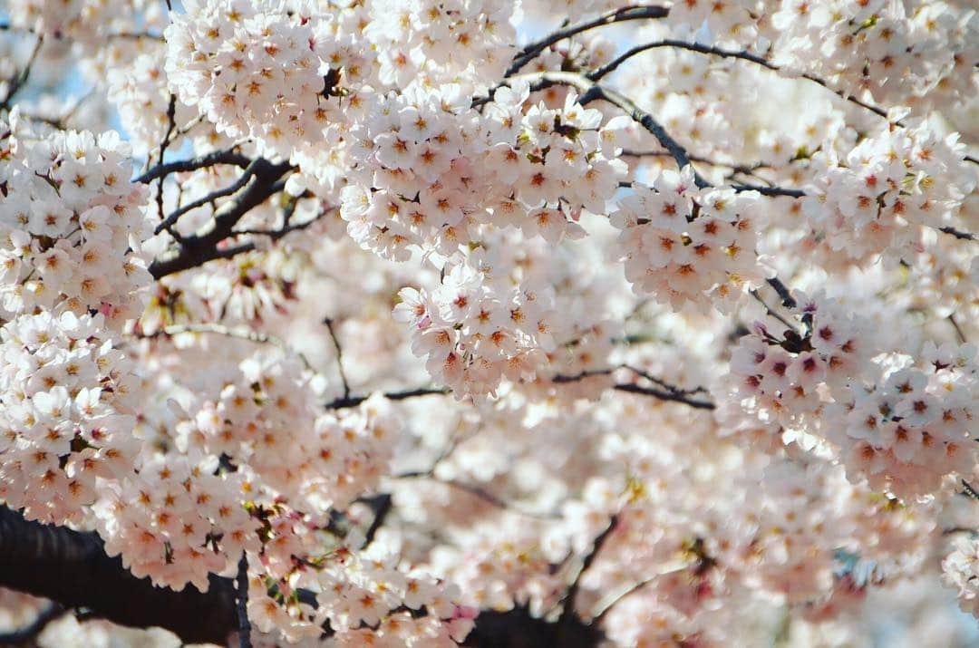 Rediscover Fukushimaさんのインスタグラム写真 - (Rediscover FukushimaInstagram)「Spring is a time of changes. Today is the final day of the financial year, which means there are lots of goodbyes happening in offices across Japan. It’s sad to say goodbye to people, but there will be lots of new, exciting times to come as the new year starts, and we get to meet our new colleagues. Sakura is very symbolic of this quick change over. It’s quite fitting that Fukushima City’s Sakura will be blooming beautifully over the next week or so ☺️💕🌸」3月29日 16時28分 - rediscoverfukushima