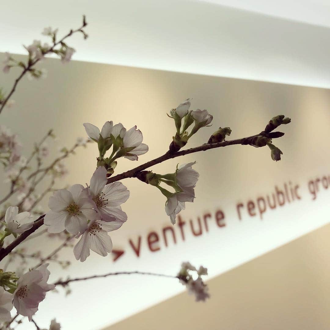 ベンチャーリパブリックのインスタグラム：「あっという間に・・！ オフィスの桜も満開になりました🌸 --- #ベンチャーリパブリック #西麻布 #桜 #nishiazabu #venturerepublic #linetraveljp #cherryblossom」