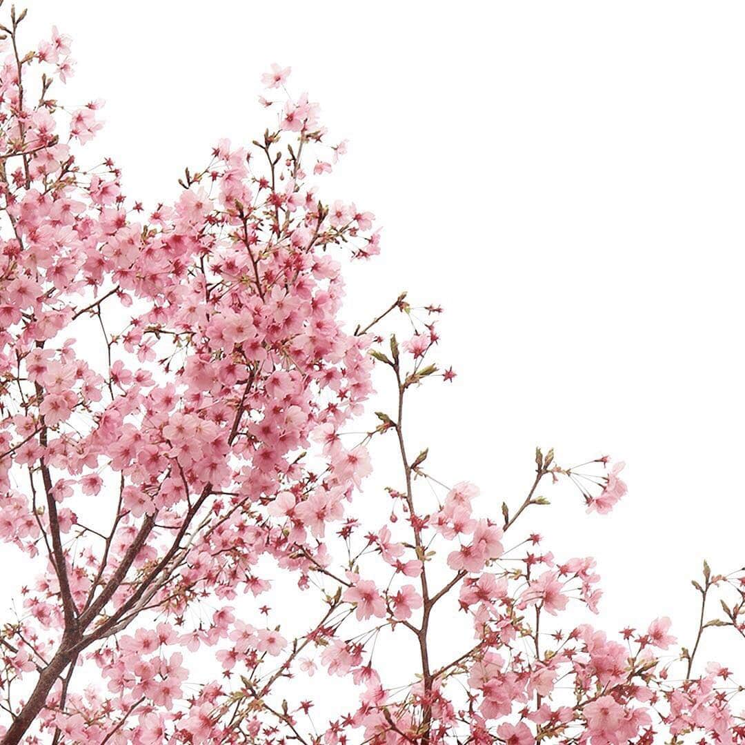 skinvillさんのインスタグラム写真 - (skinvillInstagram)「全国的に、徐々に桜が咲いてきましたね。 お花見のイベントも増える週末。 一瞬しかないこの季節、外を歩いて楽しんでくださいね🤗🌸 ⠀ #skinvill #スキンビル @skinvill」3月29日 16時43分 - skinvill