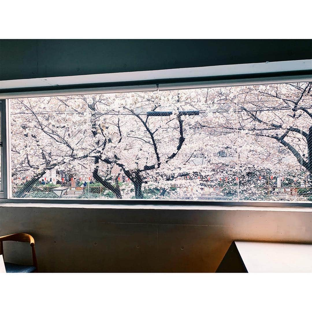 沙央くらまさんのインスタグラム写真 - (沙央くらまInstagram)「🌸🌸🌸🌸🌸 大好きな桜 満開の季節 昨年は宝塚を卒業して、ちょうど#映画鹿沼 の顔合わせの時期でした。  新しいスタートを桜が応援しているような気持ちになったのをおぼえています。  #🌸 #桜 #sakura  皆さんはお花見しましたか？  #沙央くらま #コマスタ」3月29日 16時47分 - kurama_sao