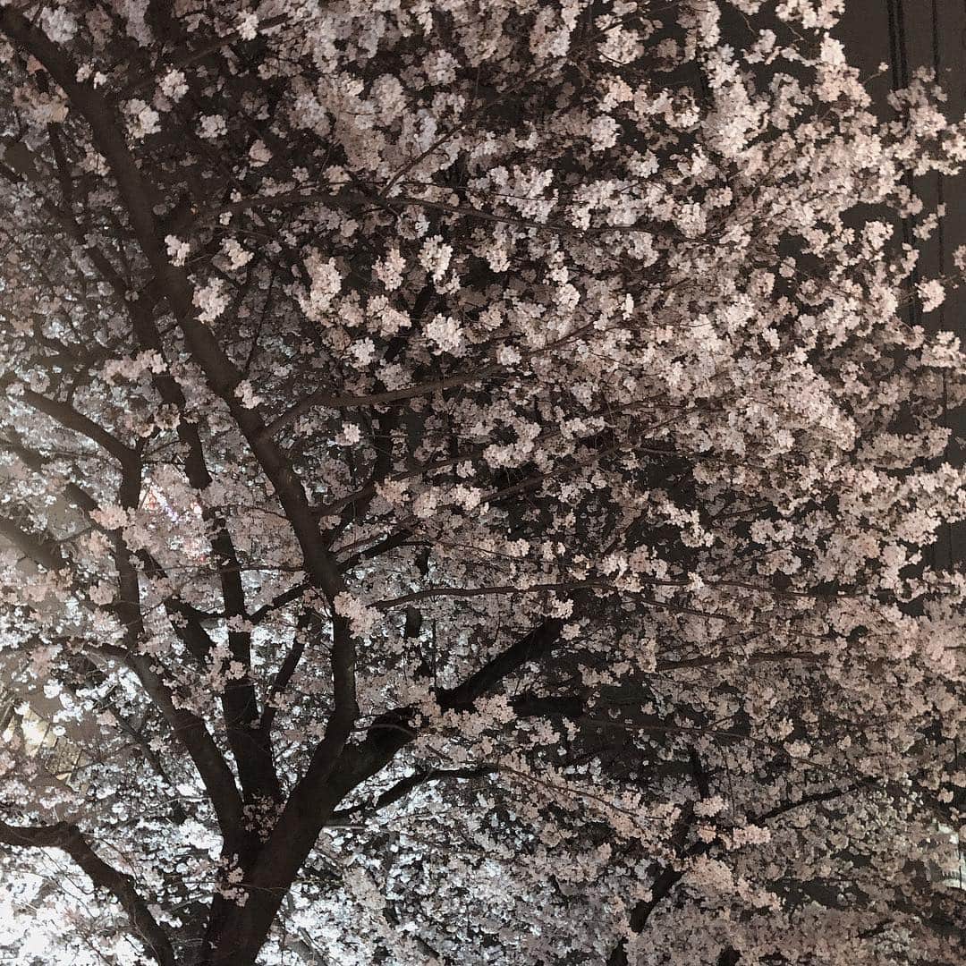 人見古都音さんのインスタグラム写真 - (人見古都音Instagram)「. 見るだけで幸せ🌸 #中目黒 #目黒川 #夜桜」3月29日 22時16分 - kotone_hitomi