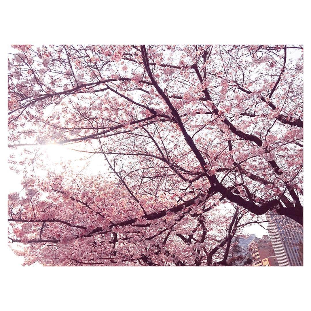 神志那結衣さんのインスタグラム写真 - (神志那結衣Instagram)「桜🌸 #桜 #お花見 #ピンク #🌸 #cherryblossom #pink #flower #beauty」3月29日 22時16分 - jiina27
