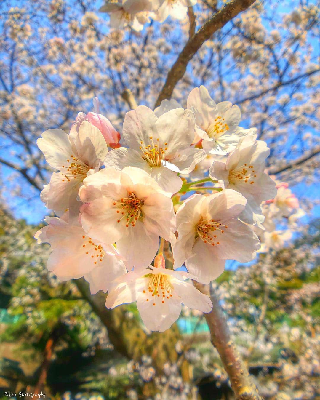 leo7000のインスタグラム：「お花見シーズンですね🍶🍢😆 葉山、横須賀もそろそろ満開です🌸✨ 皆さん、今週もお疲れ様でした‼️ 素敵な週末を~♪ 🍺🍺✨」
