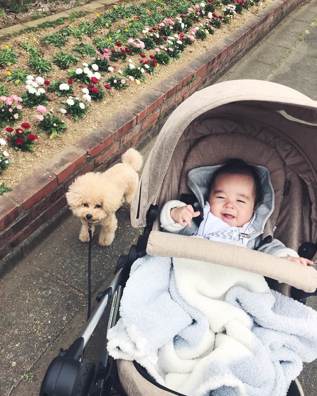 佐倉真衣さんのインスタグラム写真 - (佐倉真衣Instagram)「本日のお散歩👶🏻🐶🌸 ちょっと寒いけどみんな元気です！ The へ い わ🌈 . #baby #babyanddog #babyboy #spring #flowers #dog #instadog #男の子ベビー #男の子ママ #赤ちゃんのいる生活 #生後4ヶ月 #シャルルさん」3月29日 16時51分 - maitanaka20