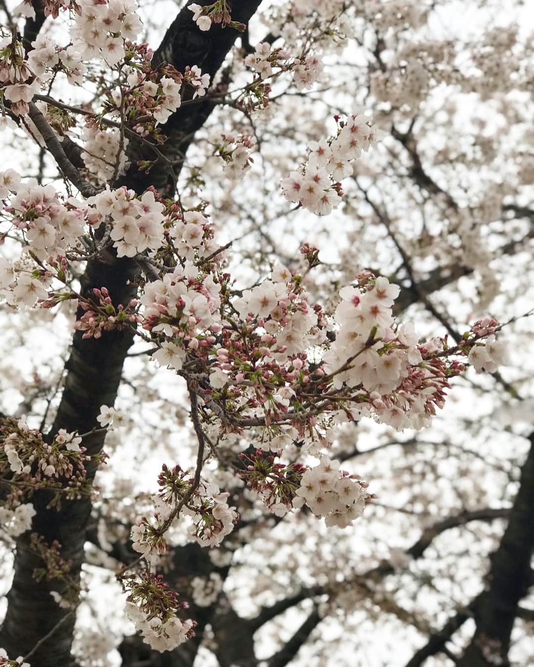 佐倉真衣さんのインスタグラム写真 - (佐倉真衣Instagram)「本日のお散歩👶🏻🐶🌸 ちょっと寒いけどみんな元気です！ The へ い わ🌈 . #baby #babyanddog #babyboy #spring #flowers #dog #instadog #男の子ベビー #男の子ママ #赤ちゃんのいる生活 #生後4ヶ月 #シャルルさん」3月29日 16時51分 - maitanaka20