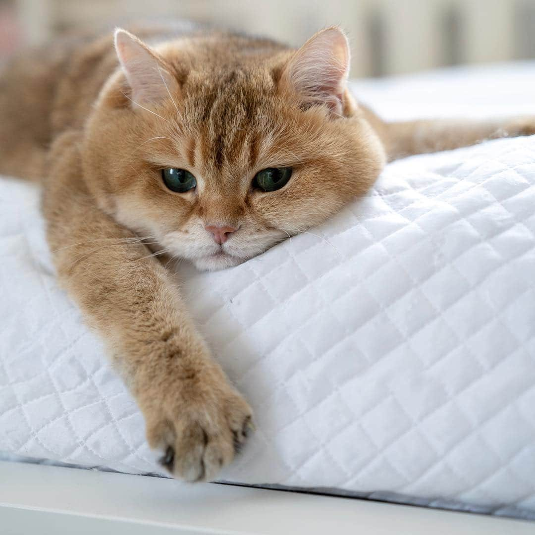 Hosicoさんのインスタグラム写真 - (HosicoInstagram)「It's finally Friday 😏🥳」3月29日 16時53分 - hosico_cat