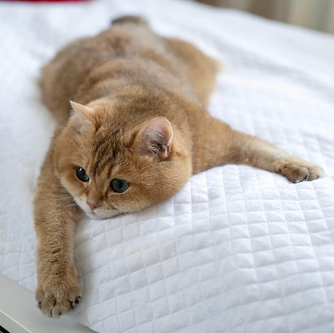 Hosicoさんのインスタグラム写真 - (HosicoInstagram)「It's finally Friday 😏🥳」3月29日 16時53分 - hosico_cat