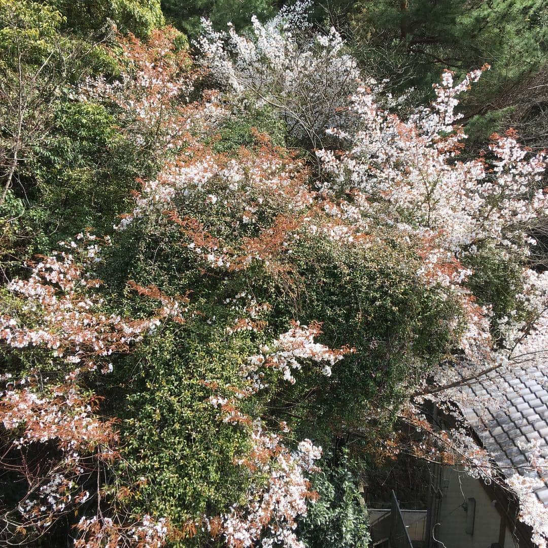 ホテル宮島別荘さんのインスタグラム写真 - (ホテル宮島別荘Instagram)「ホテル宮島別荘の風早です！  宮島も暖かくなり、桜も咲いて絶好の観光日和です🌸 当ホテルでは海側のお部屋が人気ですが、山側のお部屋も自然を感じることができるので、おすすめです😊 (写真に写っている桜は客室から撮ったものです) 運が良ければ窓の向こう側に満開の桜が待っているかもしれません🤗  #ホテル宮島別荘 #宮島別荘 #宮島 #広島 #桜」3月29日 16時55分 - _miyajima_villa