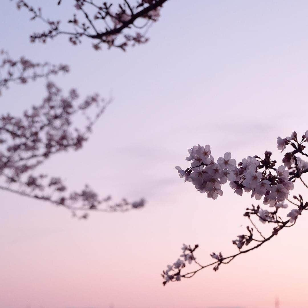 KANEBO OFFICIALさんのインスタグラム写真 - (KANEBO OFFICIALInstagram)「SAKURA 桜咲く春の夕暮れ。 Blooming spring sunset. 写真提供: @bois_yu  #sakura #springday #flower #sky#cherryblossoms #nature #natural#pinkflower #relax #sunset #beautiful #refresh #happy  #豊かな生活 #贅沢な時間 #丁寧な暮らし #暮らしを楽しむ #桜 #お花見 #自然 #春 #景色 #イマソラ #夕暮れ #空 #癒し #ナチュラル #散歩 #kaneboglobal #kanebo」3月29日 17時02分 - kaneboofficial