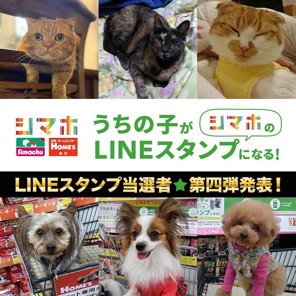 PECO いぬ部さんのインスタグラム写真 - (PECO いぬ部Instagram)「シマホの「うちの子がLINEスタンプになる！キャンペーン」 LINEスタンプ当選者　第四弾発表🎊 . 2019年1月28日～3月24日に開催された当キャンペーン❣️いよいよ最後のLINEスタンプ当選者の発表となりました🎉 . 「🏅1等賞（24名）　24匹のうちの子で作ったシマホオリジナルスタンプ」の第四弾当選者を発表させていただきます☺️ . 【ワンちゃん部門🐶】 @comomoco27 @aries0327_luna  @ako_with_lucky . 【ネコちゃん部門😸】 @_miya_kana @sabineko9 @shu_shuuuuuu . おめでとうございます‼️ ※LINEスタンプの詳細、および2等賞、3等賞、PECO賞にご当選された方には ラブリー&ホームズ公式Instagram(@lovely._.homes )よりご案内させていただきます。 . . この度は、たくさんの可愛いワンちゃん、ネコちゃんの写真をご投稿いただき誠にありがとうございました💓」3月29日 17時09分 - pecodogs