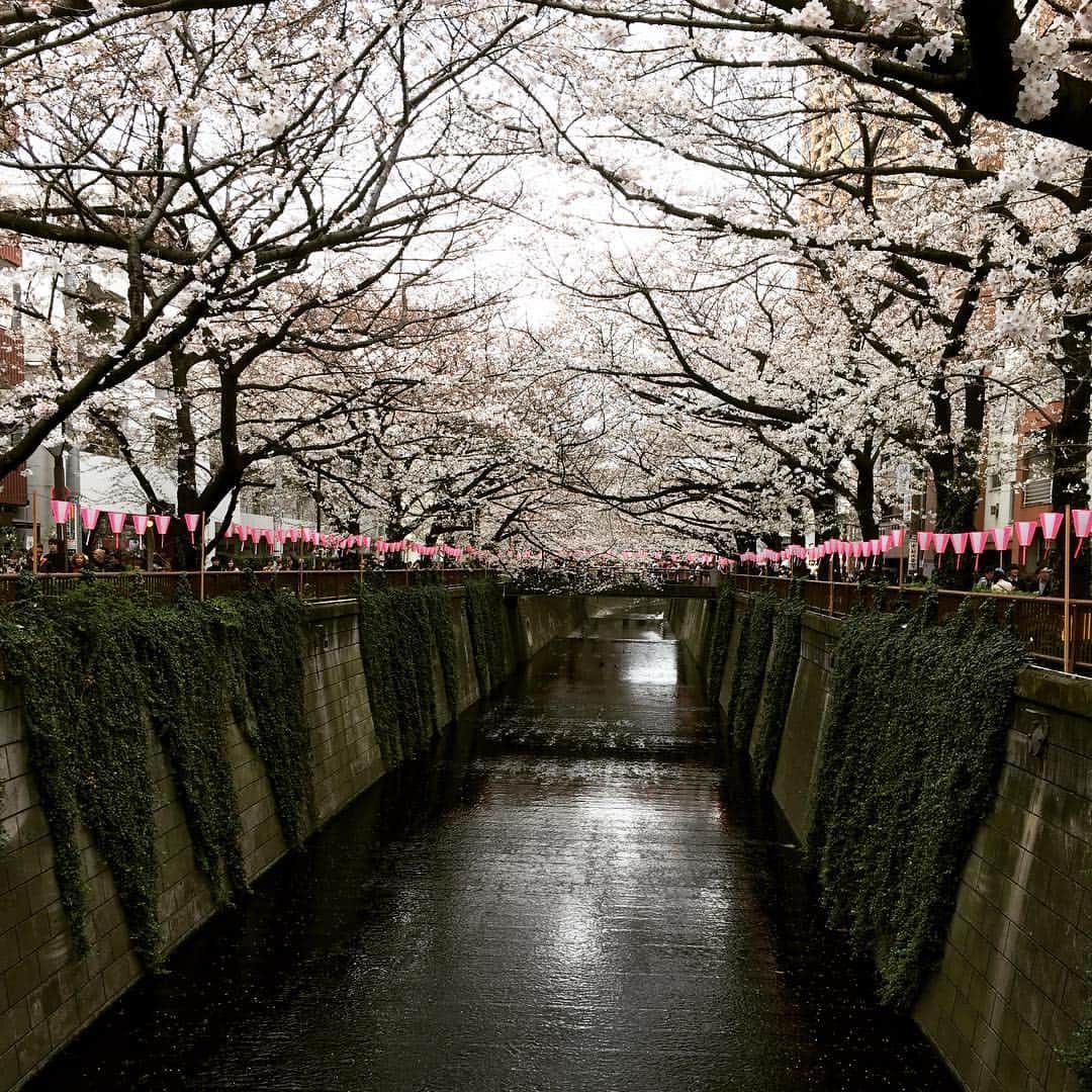 UTAさんのインスタグラム写真 - (UTAInstagram)「今年も桜見れたー！！ いいね！  てか人やばすぎよw」3月29日 17時10分 - uta_boby_noisemaker