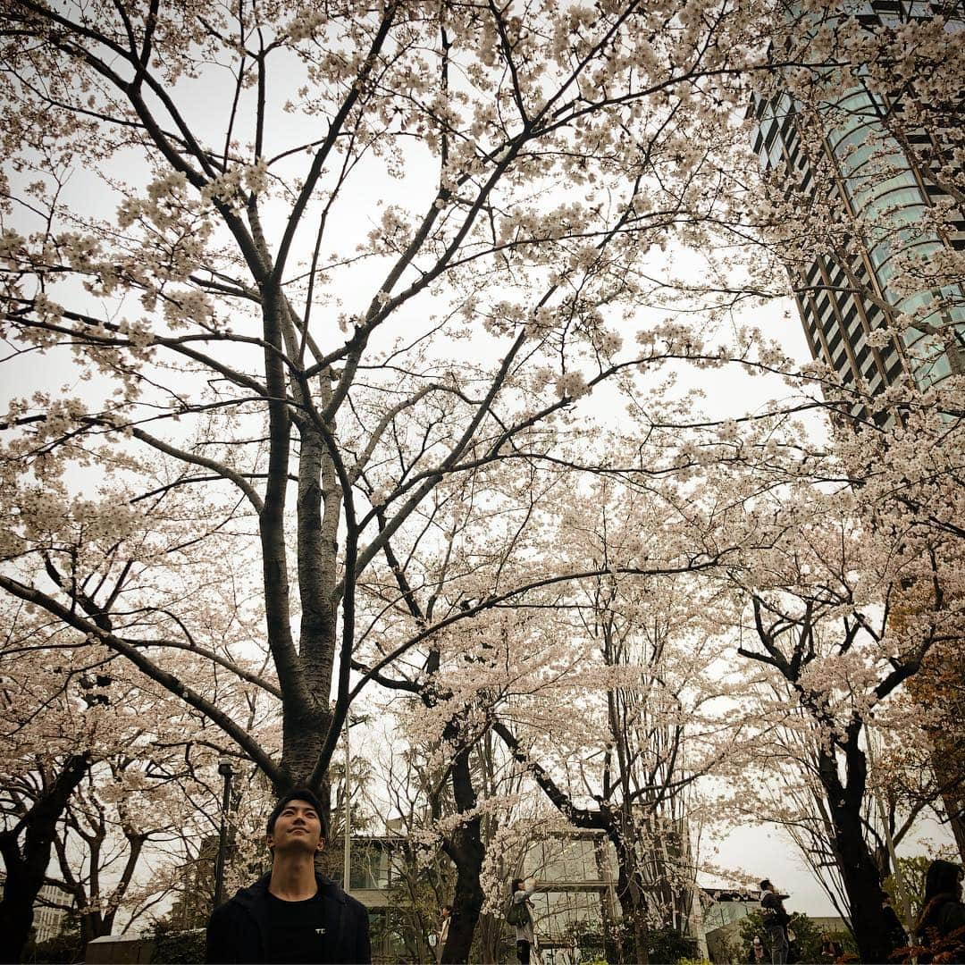 山本紘之さんのインスタグラム写真 - (山本紘之Instagram)「・ 桜満開。 この男もまた、満開。 ・ ・ ・ #桜 #さくら #満開 #伊藤遼 #伊藤遼アナ #満開 #刹那に散りゆく運命と知って」3月29日 17時10分 - yamamoto_hiroyuki.ntv