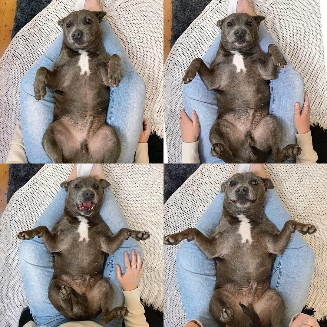 DARREN&PHILLIPさんのインスタグラム写真 - (DARREN&PHILLIPInstagram)「De many faces of Captain needy pants. When u look at dese u need to picture constant whining and movement of my paws to really enjoy de true feeling of me hassling u for petting」3月29日 17時24分 - the_blueboys