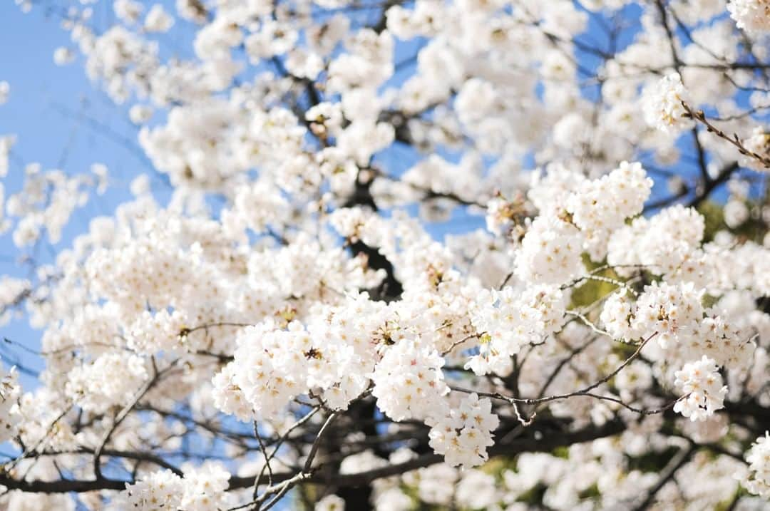 東京都庁広報課さんのインスタグラム写真 - (東京都庁広報課Instagram)「「光が丘公園（板橋区、練馬区）／Hikarigaoka Park (2014.3.31撮影)」最寄駅：光が丘、成増、地下鉄成増　#光が丘 #光が丘公園 #さくら #桜 #サクラ #cherryblossom #cherrytree  #beautifuldestinations #tokyotrip #tokyotravel #passionpassport #tokyojapan #instatokyo #loves_nippon #phos_japan #bestjapanpics #cooljapan #japan_of_insta #discovertokyo #photo_jpn #東京観光 #東京旅行 #illgrammers #景色 #お出かけ #東京 #Tokyo #东京 #도쿄 #도쿄여행」3月29日 17時30分 - tocho_koho_official