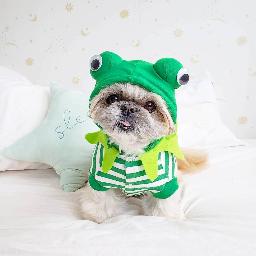 もえむさんのインスタグラム写真 - (もえむInstagram)「明日インターペットに行く服どうしよう🐶 お気に入りだけどブカブカのTシャツにするか、ぴったりサイズのカエル🐸にするか、、😂. . 飼い主はクリケ(@curike_official )で作ったくまTシャツ着ていこうかと悩んだけど照れるのでやめました😳 #明日行く方おしえてください❤ #雨降らないで～！！」3月29日 17時36分 - moem_n