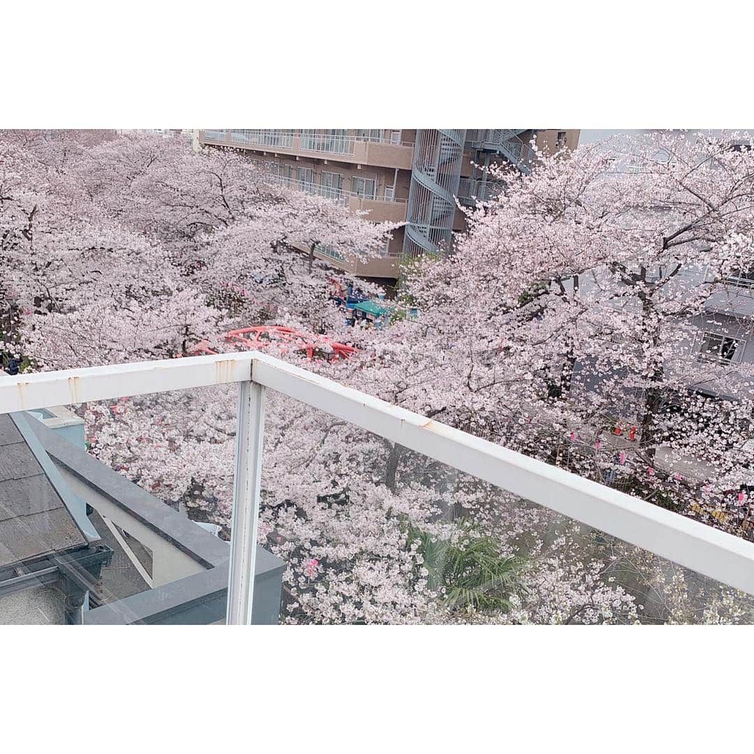 佐々木希さんのインスタグラム写真 - (佐々木希Instagram)「最高のロケーションと、 最高のケータリング🌸🌸🌸 #撮影  #目黒川 #マルサラ」3月29日 17時39分 - nozomisasaki_official