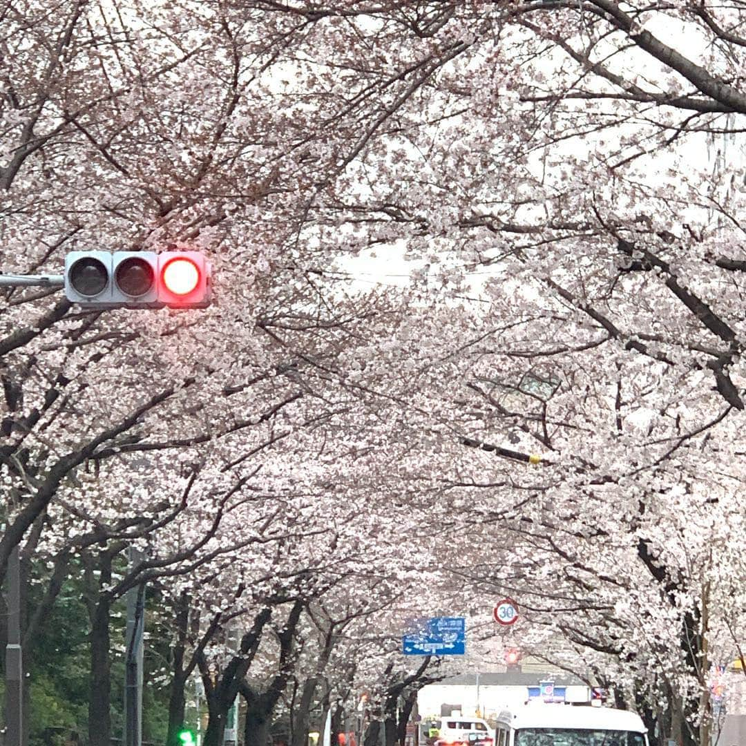 橋本志穂さんのインスタグラム写真 - (橋本志穂Instagram)「ヌーイとあちこちの桜を眺めたよ。 かむろ坂の桜のトンネルが見事でした❣️」3月29日 17時50分 - shihohashimoto3