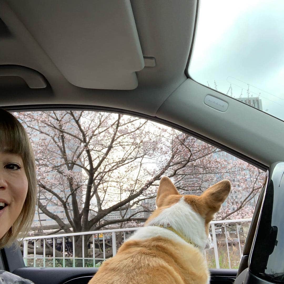 橋本志穂さんのインスタグラム写真 - (橋本志穂Instagram)「ヌーイとあちこちの桜を眺めたよ。 かむろ坂の桜のトンネルが見事でした❣️」3月29日 17時50分 - shihohashimoto3