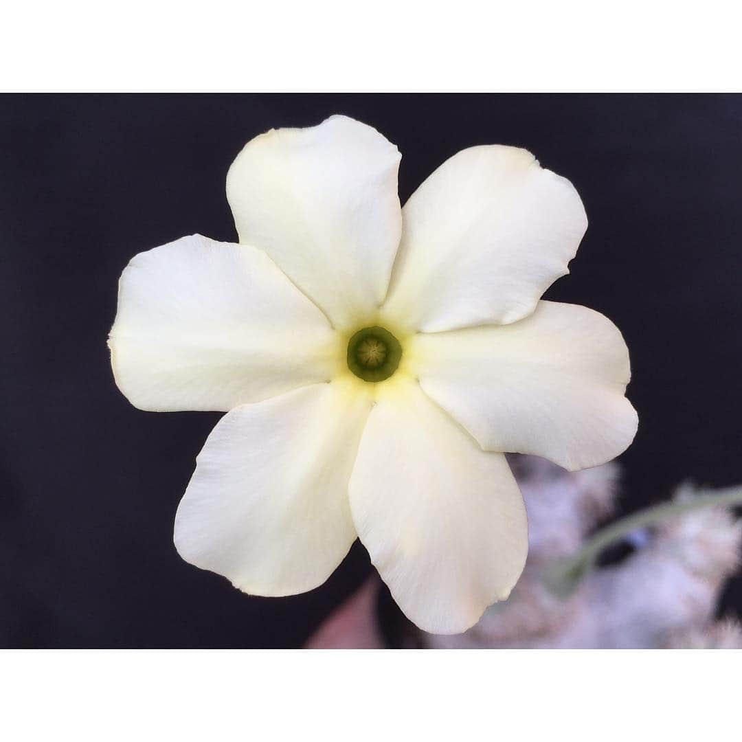 Syota Kitamoriさんのインスタグラム写真 - (Syota KitamoriInstagram)「✫ 6弁クリーム花 . . #Pachypodiumeburneum #パキポディウム #eburneum #エブレネウム #pachyflow」3月29日 17時44分 - kitamori1110