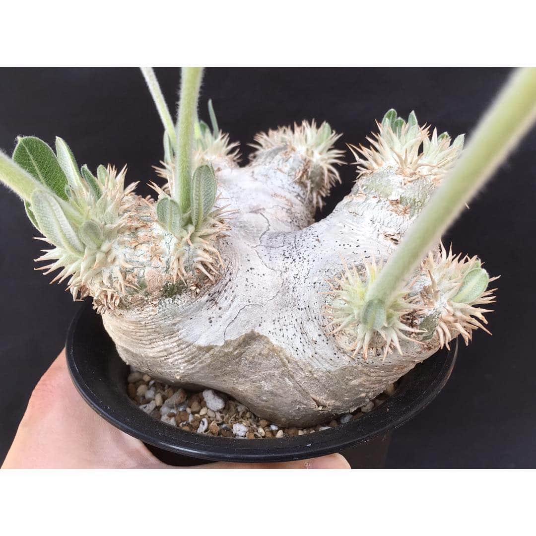 Syota Kitamoriさんのインスタグラム写真 - (Syota KitamoriInstagram)「✫ 6弁クリーム花 . . #Pachypodiumeburneum #パキポディウム #eburneum #エブレネウム #pachyflow」3月29日 17時44分 - kitamori1110