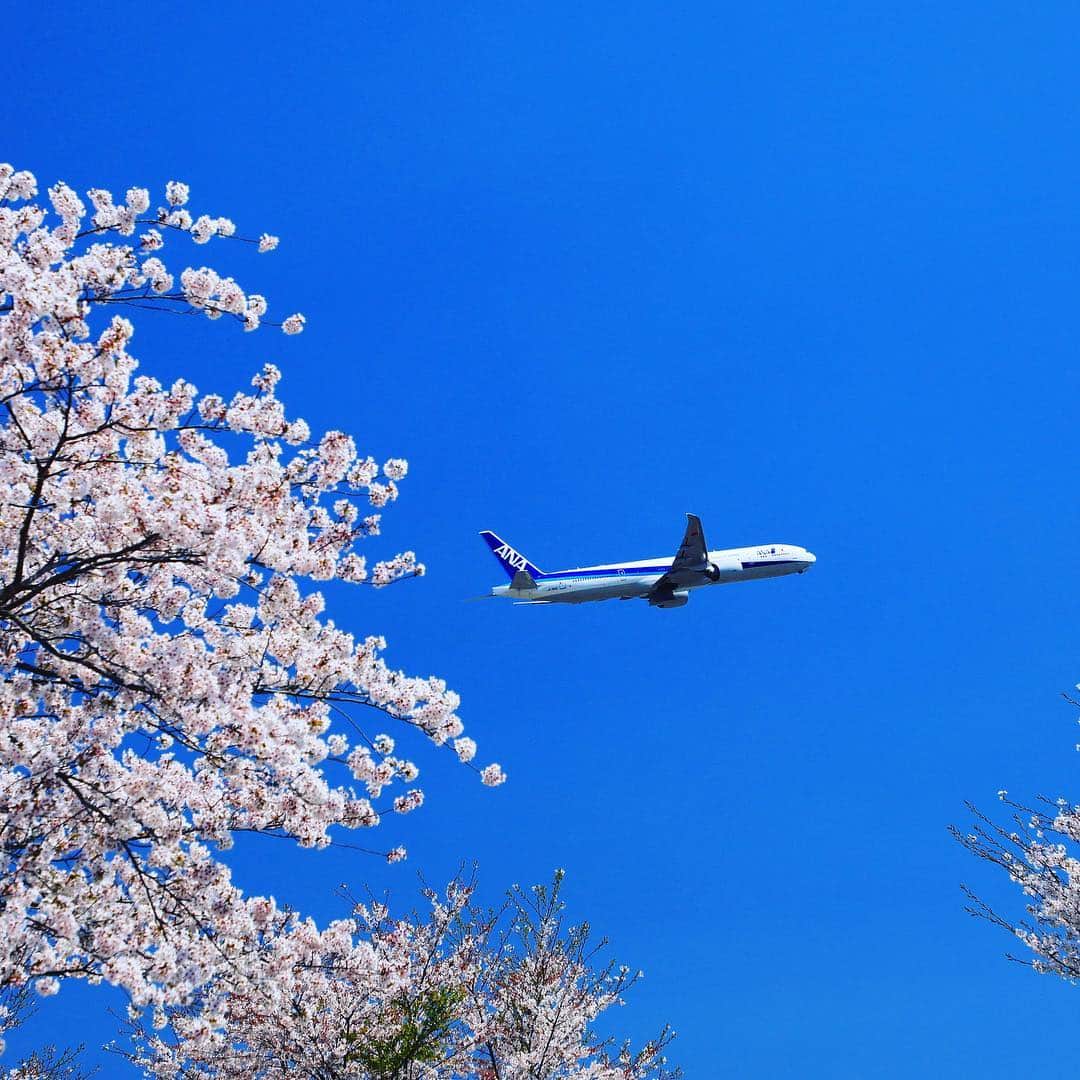 ANAさんのインスタグラム写真 - (ANAInstagram)「春の心地よさを感じながら🌸  #ソラマニ_ヒコーキ #飛行機 #桜 #青空 #春 #上空 #もうすぐ満開 #お花見 #春の景色 #あたたかい #花  #いってらっしゃい #飛行機写真 #airplane #spring #flower #sakura #cherryblossom #anaairplane #bluesky  ANAの飛行機は「#ソラマニ_ヒコーキ」をつけて投稿してね💙インスタやANAの各メディアでご紹介していきます⭐️」3月29日 17時46分 - ana.japan