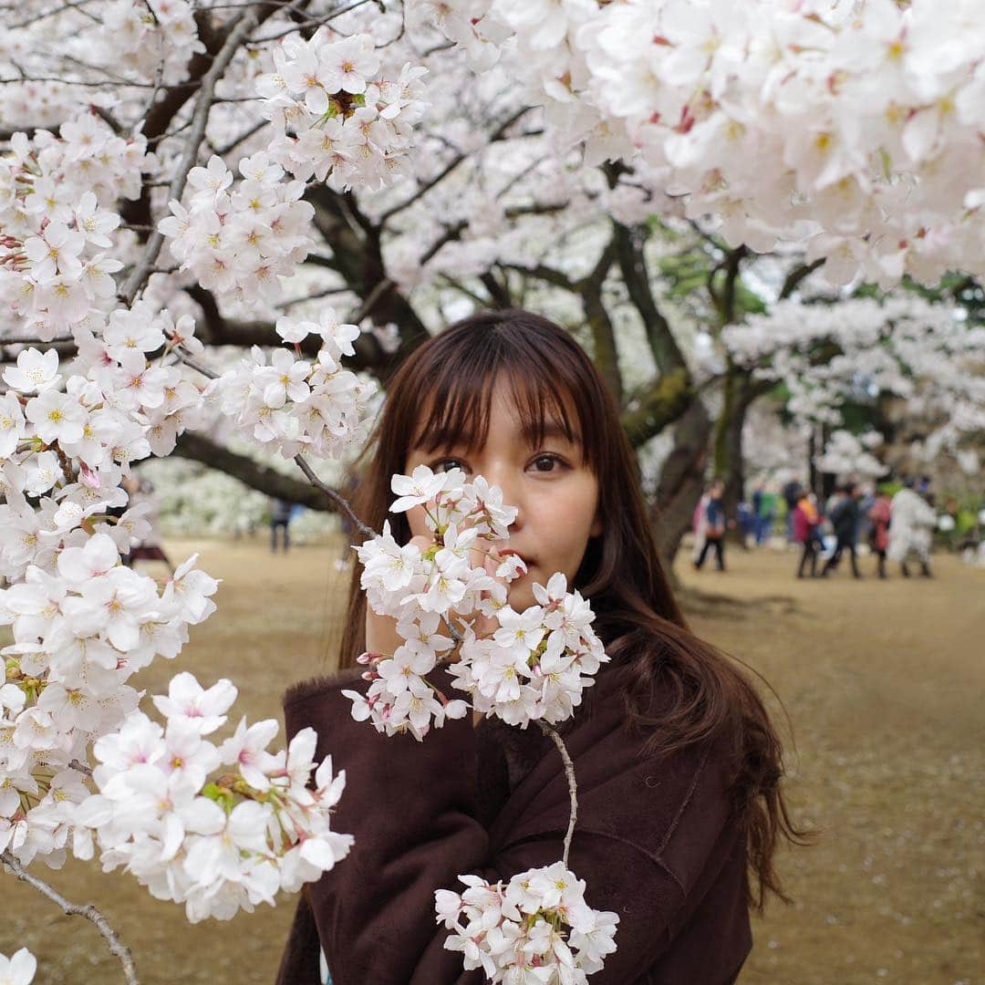 にわみきほさんのインスタグラム写真 - (にわみきほInstagram)「満開🌸🌸🌸🌸🌸🌸 #桜 #cherryblossom #🌸」3月29日 17時46分 - mikiho_niwa