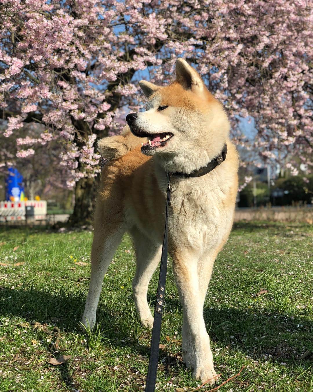 Mikkaさんのインスタグラム写真 - (MikkaInstagram)「Most beautiful time of the year. Love the beauty of the cherry blossoms. 🌸☀️☘️ #akita #akitainu #hamburg #spring #cherryblossom #dog #dogsofinstagram #happy」3月29日 17時47分 - mikka