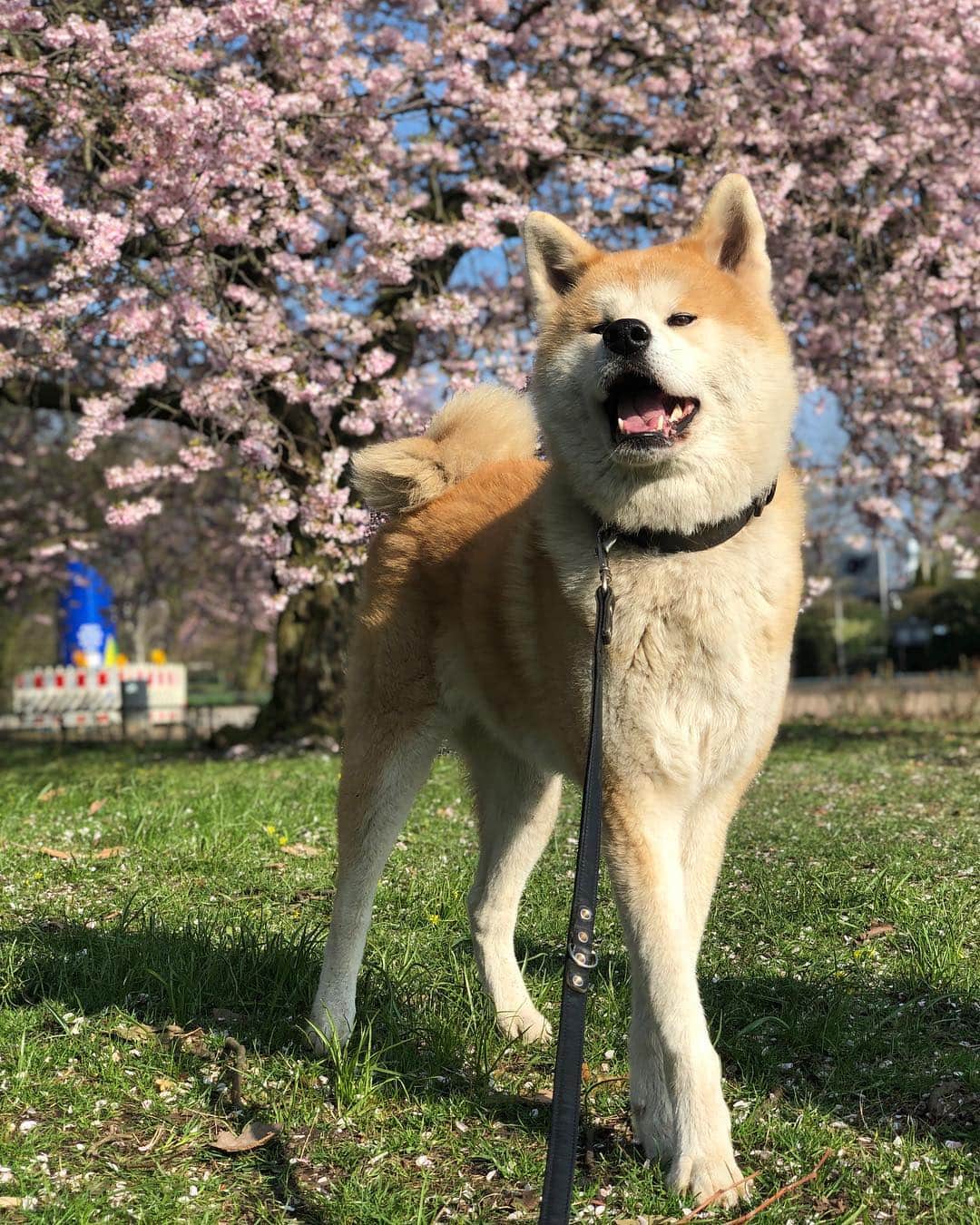 Mikkaのインスタグラム：「Most beautiful time of the year. Love the beauty of the cherry blossoms. 🌸☀️☘️ #akita #akitainu #hamburg #spring #cherryblossom #dog #dogsofinstagram #happy」