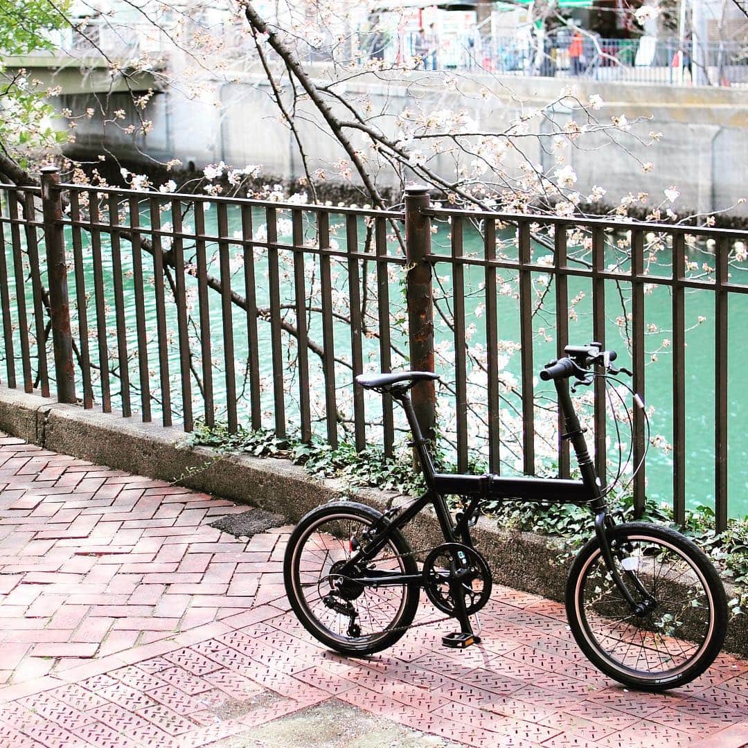 GREEN LABEL*グリーンレーベル*クロスバイクさんのインスタグラム写真 - (GREEN LABEL*グリーンレーベル*クロスバイクInstagram)「咲き始めた川沿いの道をのんびりと。  BIKE：CYLVA F6F  #桜 #大岡川 #横浜 #CYLVA #シルヴァ #CYLVAF6F #シルヴァF6F #bridgestonecycle #bridgestonegreenlabel #ブリヂストンサイクル  #ブリヂストングリーンレーベル #自転車 #bicycle #自転車のある風景 #ミニベロ #ポタリング #サイクリング #折りたたみ自転車 #フォールディングバイク #foldingbike #自転車のある生活 #自転車のある暮らし #自転車大好き  #自由とおしゃれとブリヂストン」3月29日 17時50分 - bridgestone_greenlabel