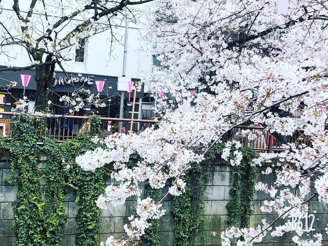 原日出子さんのインスタグラム写真 - (原日出子Instagram)「今年も🌸 目黒川の桜 見てきました💖 今日は 曇り空で寒かったですが たくさんの人で賑わっていました。 まだ しばらく楽しめそうです👍 また 行こうっと(*^^*) #桜 #目黒川 #お花見 #お散歩」3月29日 17時59分 - hara_hideko