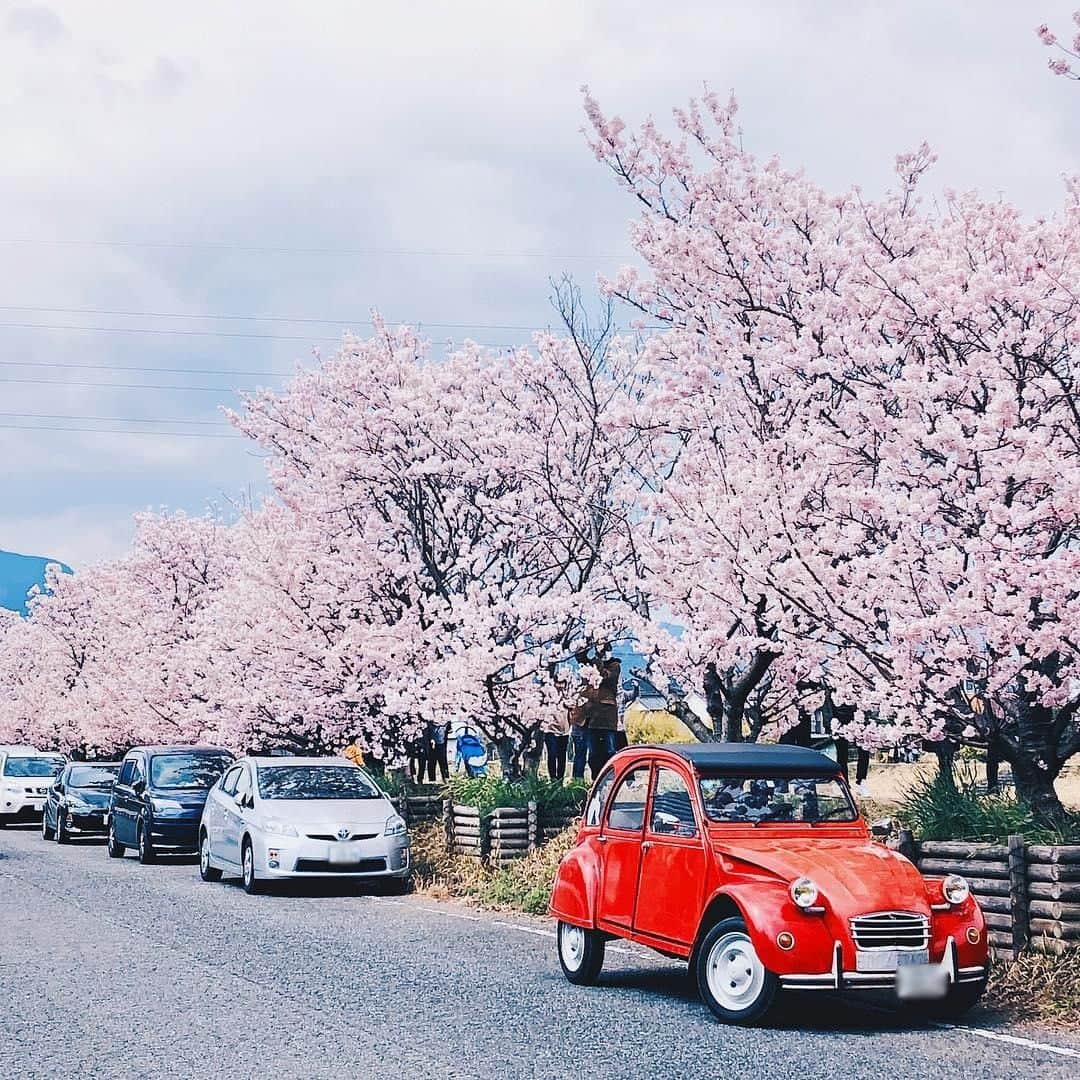 のインスタグラム：「今年のサクラは、どこで見ますか？ @602cc さん、素敵な写真をありがとうございます。 お花見ドライブで撮った写真は、ぜひ #citroenjp のハッシュタグとともにシェアしてください！」