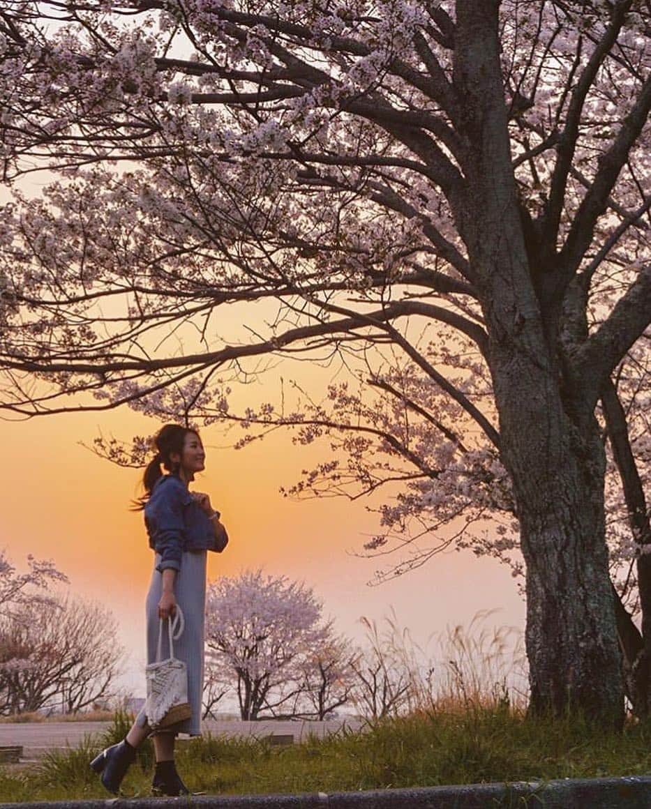 au公式Instagramアカウントのインスタグラム：「[#桜×#スマホジェニック]﻿ ﻿ 静岡県「静岡県立美術館」で撮影されたこちらのお写真は @leialoha319 さんの#スマホジェニック な1枚🌸🌤﻿ 今回は【夕桜と一緒に撮影するテクニック】をご紹介します。﻿ ﻿ 撮影のポイントは「被写体との距離」と「加工」。﻿ ﻿ 大きな桜の木を写りこませるためには、被写体との距離を十分にとることが大切。人物のポーズは少し下を見ると寂しげな雰囲気になりますが、少し上を見上げるポーズはポジティブな印象を与えるので◎。﻿ 「Snapseed」アプリで夕焼け部分のみ彩度高めに加工しているため、より印象的な1枚に仕上がっています✨﻿ ぜひこちらを参考にして、皆さんも#桜 の素敵な一枚を撮影してみてくださいね！﻿ ﻿ ﻿ photo by @leialoha319﻿」