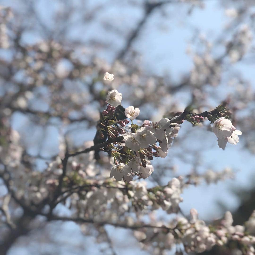 ひうらさとるさんのインスタグラム写真 - (ひうらさとるInstagram)「仲良しの中川正子ちゃんと弥田くんカップルが城崎来てくれて楽しい数日でした。桜がきれいな時期でお鮨も楽しんでもらえてよかったなー。」3月29日 17時56分 - marikosatoru