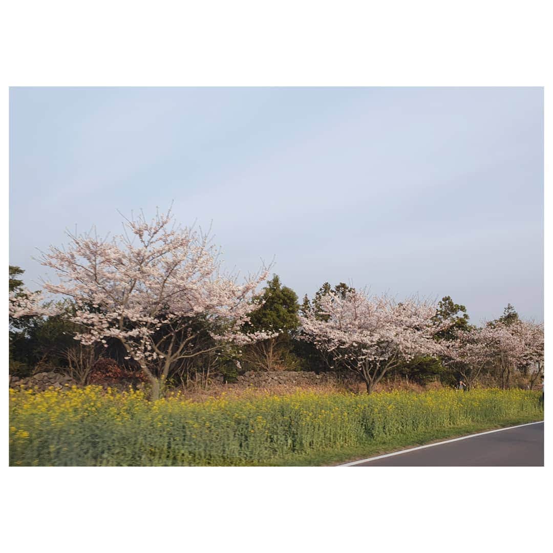 ソ・ユジンさんのインスタグラム写真 - (ソ・ユジンInstagram)「벚꽃이 함께 피어있는 예쁜  #녹산로유채꽃길 🌼🌸 #소여사제주 🌴」3月29日 18時01分 - yujin_so