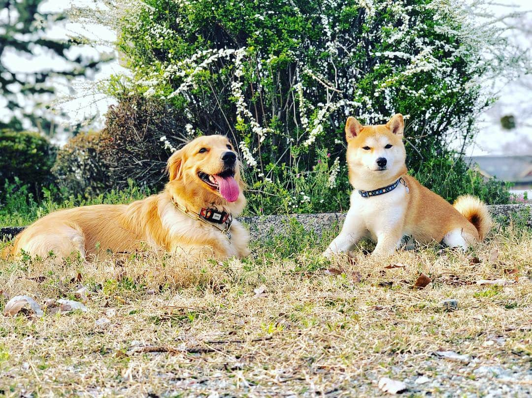 篠原信一さんのインスタグラム写真 - (篠原信一Instagram)「小鉄とニコの大冒険🐾🌀 桜を見て走り回った後は...休憩だワン♪ #柴犬 #しばいぬ #ゴールデンレトリバー #小鉄とニコの大冒険  #shibainu #shibainulover #shibainutoday #shibainuinstagram #shibainudaily #shibainusofinsta #golden #goldenretriever #goldenretrieverlover #goldenretrievertoday #goldenretrieverinstagram #goldenretrieversofinsta #goldenretrieverdaily」3月29日 18時02分 - kotetu__niko