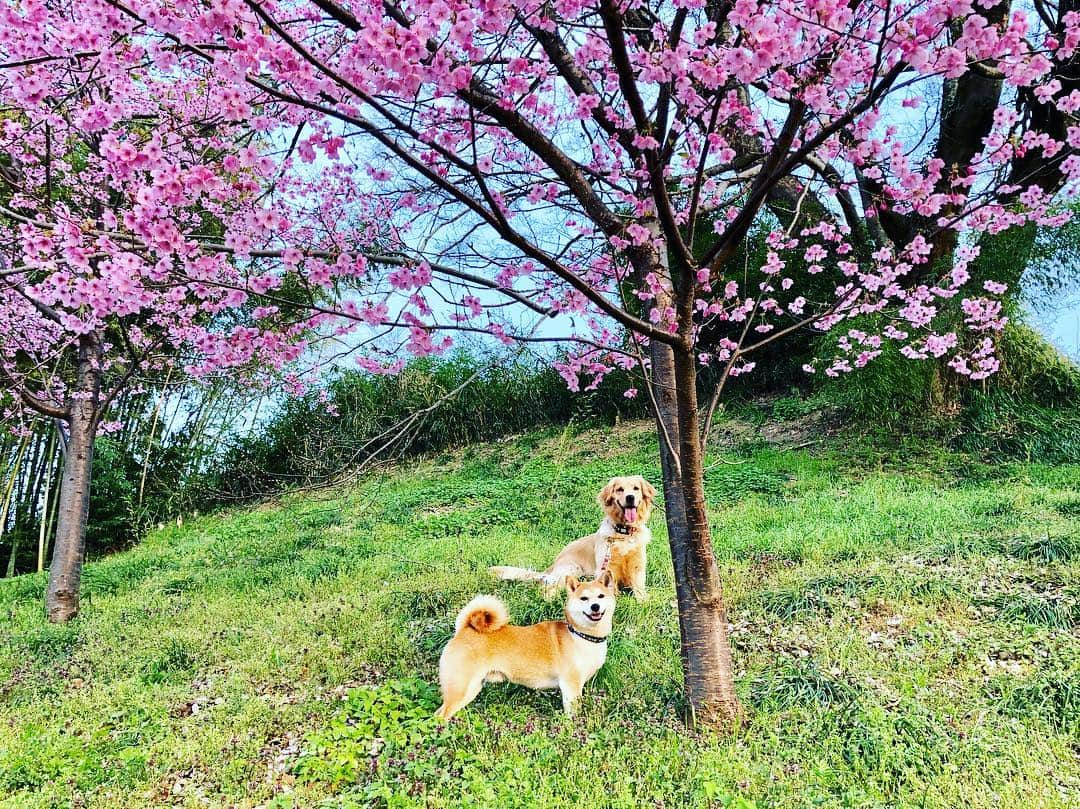 篠原信一さんのインスタグラム写真 - (篠原信一Instagram)「小鉄とニコの大冒険🐾🌀 桜を見て走り回った後は...休憩だワン♪ #柴犬 #しばいぬ #ゴールデンレトリバー #小鉄とニコの大冒険  #shibainu #shibainulover #shibainutoday #shibainuinstagram #shibainudaily #shibainusofinsta #golden #goldenretriever #goldenretrieverlover #goldenretrievertoday #goldenretrieverinstagram #goldenretrieversofinsta #goldenretrieverdaily」3月29日 18時02分 - kotetu__niko