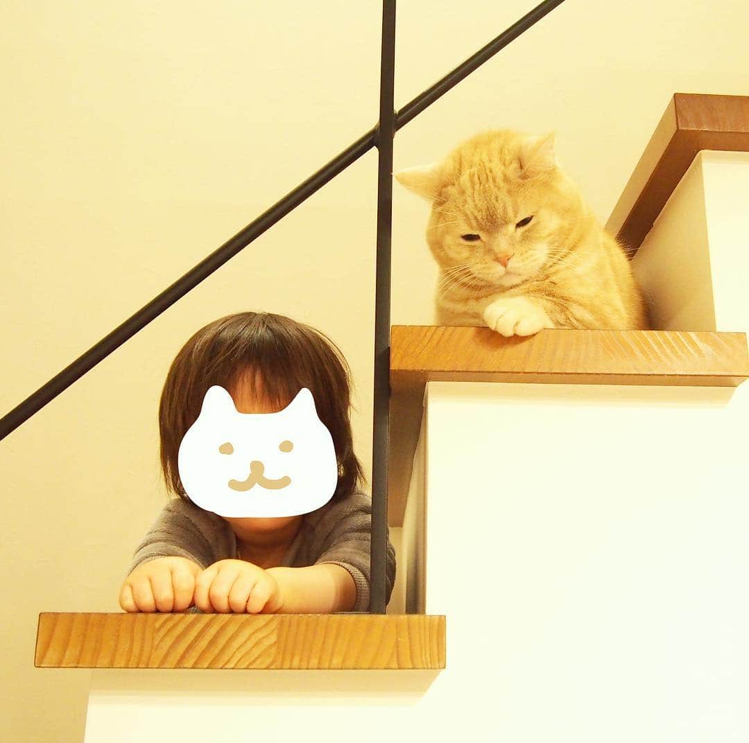ぷーさんのインスタグラム写真 - (ぷーInstagram)「ぷーちゃんの真似っこする弟 . #ちゃんと猫の手 #仲良し #猫と子供 .」3月29日 18時03分 - pooh0403