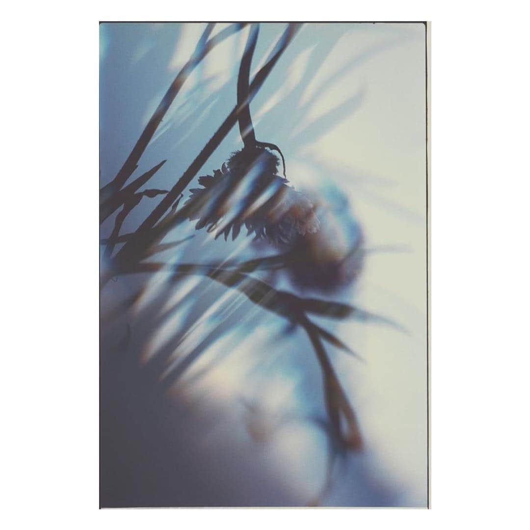 島田大介のインスタグラム：「matilde 2014 #daisukeshimadaphotograph」